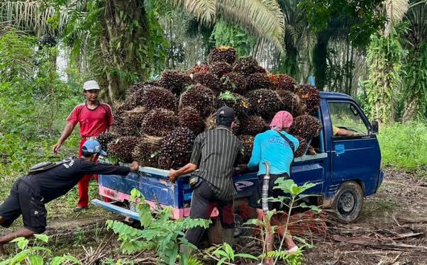 Produktivitas Sawit Timpang, Dirjen Perkebunan Kementan Ngomong Begini di Riau