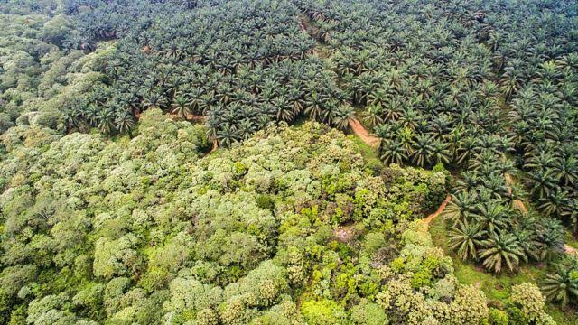 Peraturan Pemerintah Soal Pemutihan Kebun Sawit di Kawasan Hutan Digugat ke MA: Mempermudah Perusahaan Serobot Lahan Masyarakat!