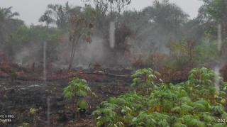 Kebakaran Hutan Lahan Kian Marak, Terdeteksi 2 Lokasi di Rimbo Panjang Kampar