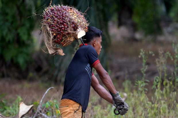 Pemerintah Targetkan Petani Sawit Dapat Perlindungan Jaminan Sosial Melalui DBH