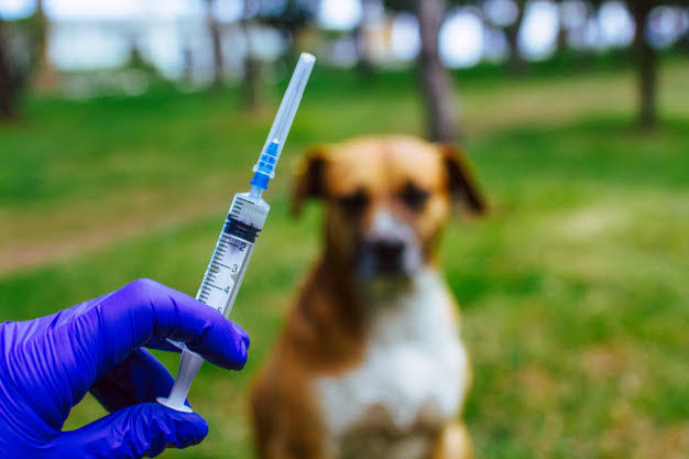 Meriahkan Hari Rabies Sedunia, 1.586 Ekor Hewan di Riau Ikuti Vaksinasi Gratis