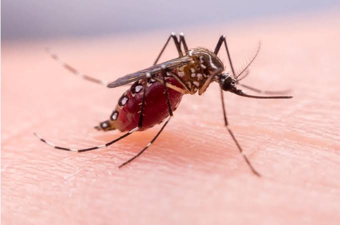 Rokan Hilir Juara Umum Serangan Malaria, Borong 95 Persen Total Kasus di Riau