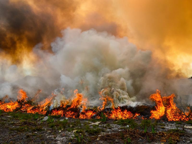 Lahan Sengaja Dibakar Untuk Buka Kebun Sawit, Pelaku Berhasil Diamankan Polisi