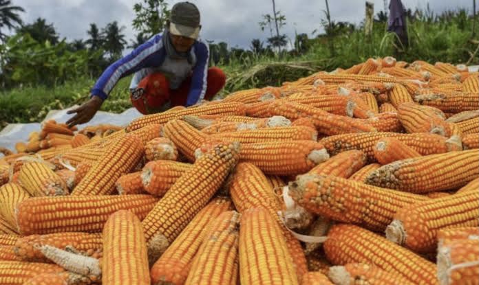 Plt Mentan Dicecar Pertanyaan oleh Tito Karvian Terkait Bukti Surplus Jagung, Ngaku Sampai Tak Tidur