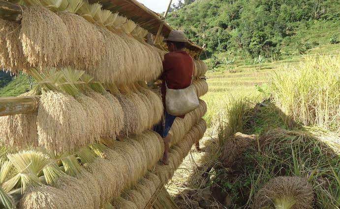 Harga Diri Sulawesi Selatan Sebagai Lumbung Padi Nasional Diinjak-injak Gegara Masuknya Beras Impor