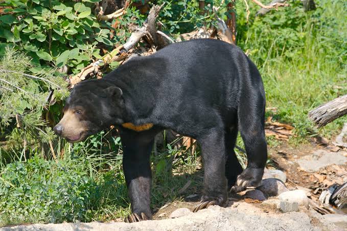Beruang Masuk ke Pemukiman Warga, Tim BBKSDA Riau Berupaya Lakukan Penangkapan
