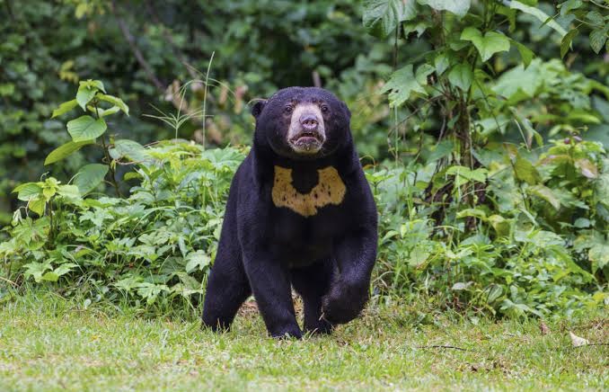 Bikin Khawatir, BKSDA Riau Telusuri Lokasi Beruang di Perkebunan Warga Kuansing
