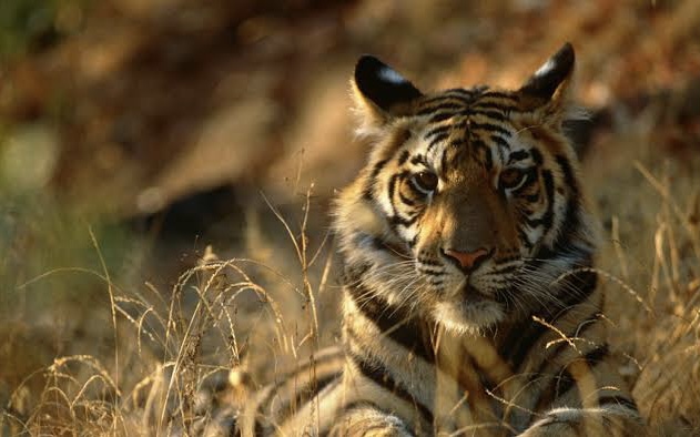 Harimau Sumatera Terekam di Konsesi HTI Arara Abadi, BKSDA Sebut Intai Sapi Warga