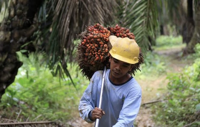 Uang DBH Sawit Riau Dipakai untuk Iuran BPJS Ketenagakerjaan, Pemprov Kaji Revisi Pergub