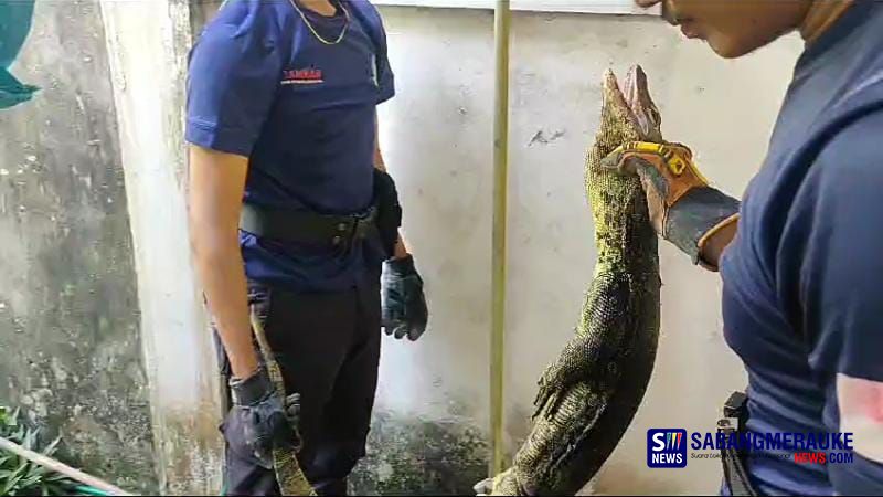 Biawak Teror Warga Sail Pekanbaru, Tim Rescue Damkar Turun Tangan