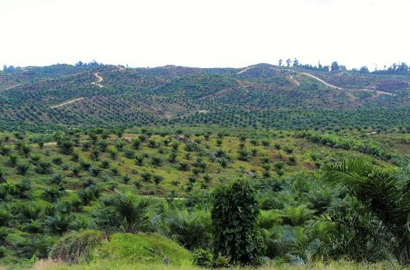 Deadline Urus Izin Kebun Sawit Dalam Kawasan Hutan Berakhir 2 November, KLHK Ngomong Begini