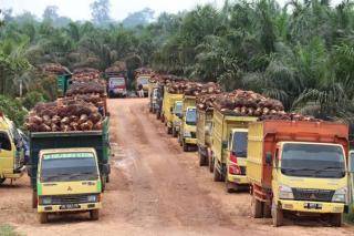 Meranti Tak Kecipratan DBH Sawit, Asisten I Setdaprov Riau: Mudah - Mudahan Bisa Dapat Tahun Depan