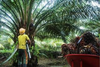 Mulai Hari Ini Harga Kelapa Sawit Mitra Plasma Naik hingga 3,21 Persen, Berikut Rinciannya