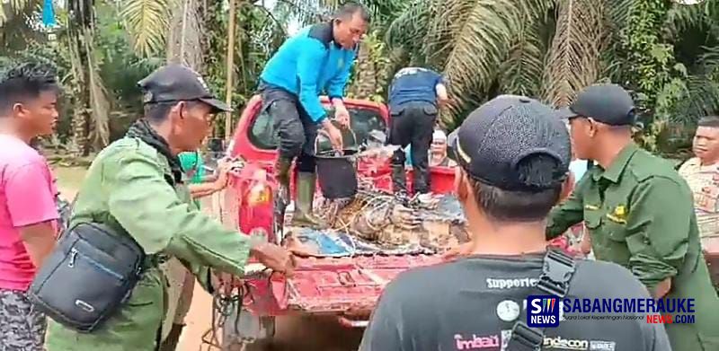 Khawatir Akan Adanya Korban, Warga Siak Evakuasi Buaya Sinyulong Dari Danau