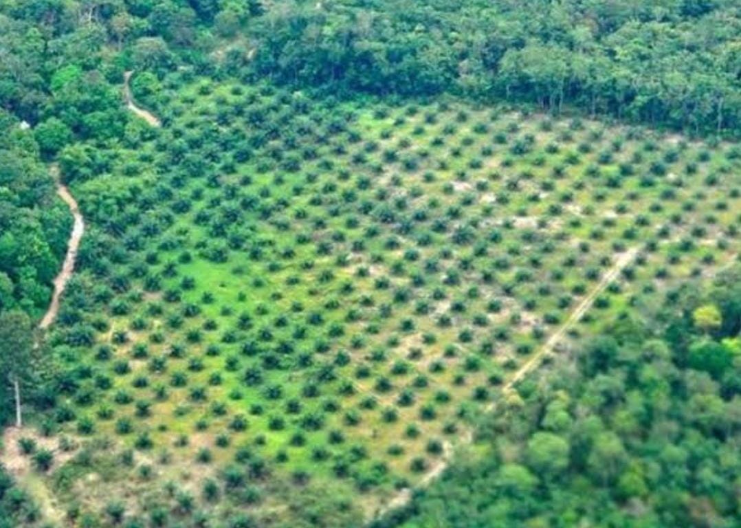 Sangat Tertutup! Publik Tagih Transparansi Cuan Besar Denda Kebun Sawit dalam Kawasan Hutan: Sudah Berapa yang Bayar?