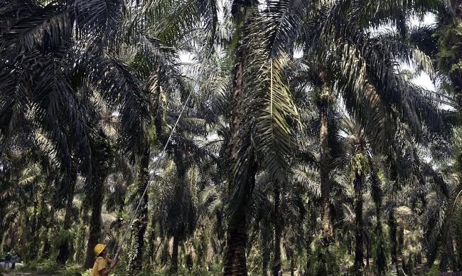 Korporasi Ajukan Pemutihan 700 Ribu Hektare Kebun Sawit dalam Kawasan Hutan, Sebut Perizinan BPN-KLHK Tak Sinkron