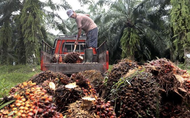 Harga Sawit Riau Pekan Ini Tembus Rp2.552 per Kg, Umur 9 Tahun Tertinggi