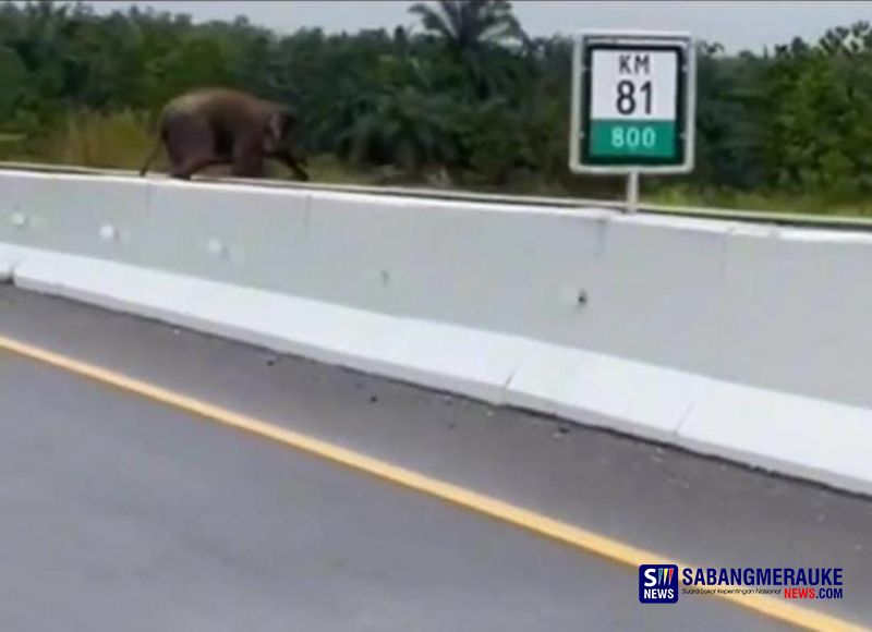 Waduh! Gajah Liar Kembali Melintas di Jalan Tol Pekanbaru-Dumai, Diduga Hendak Kawin
