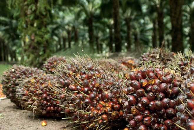 Pekan Ini Harga Kelapa Sawit Petani Mitra Swadaya di Riau Naik, Umur 9 Tahun Tertinggi