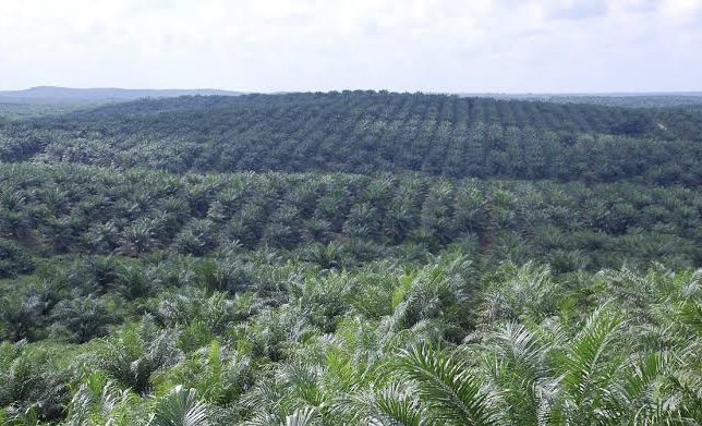 Antisipasi Bencana Ekonomi, 5.600 Hektare Kebun Sawit di Riau Terdaftar Program Tumpang Sari