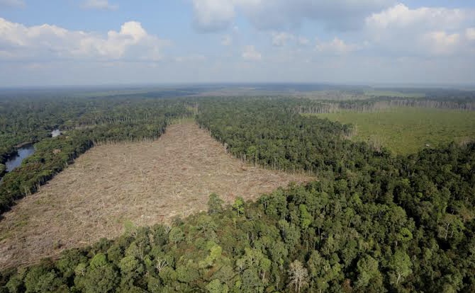 Merdeka! Ribuan Korporasi Sawit di Kawasan Hutan Dapat Pengampunan Negara, Proses Penetapan Denda Tertutup