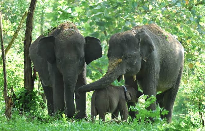 Sembari Cari Pakan, 3 Gajah Liar Masuk Kebun Sawit hingga Berenang di Danau Pangkalan Kerinci Barat