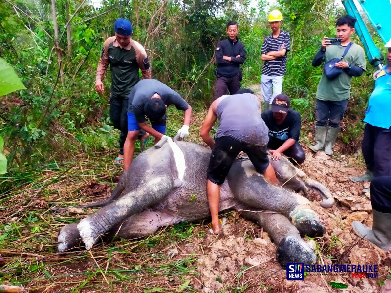 Kaki Putus Akibat Terjerat Nilon, Anak Gajah Sumatera di Pelalawan Mati