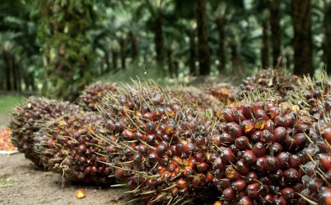 Pekan Ini Harga Kelapa Sawit Petani Mitra Swadaya di Riau Naik, Umur 9 Tahun Tertinggi