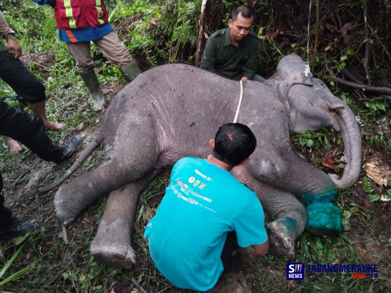 Sempat Dapat Perawatan, Anak Gajah Sumatera di Pelalawan Mati dengan Kondisi Kaki Terjerat Nilon