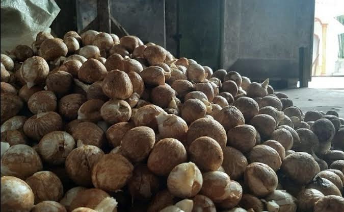 Kabar Bahagia! Harga Pinang Kering Naik Jadi Rp6.110 per Kg, Berlaku di 4 Kabupaten Riau Ini