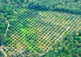 Sangat Tertutup! Publik Tagih Transparansi Cuan Besar Denda Kebun Sawit dalam Kawasan Hutan: Sudah Berapa yang Bayar?