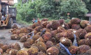 Harga CPO dan Minyak Mentah Loyo dalam Sepekan, Ini Pemicunya