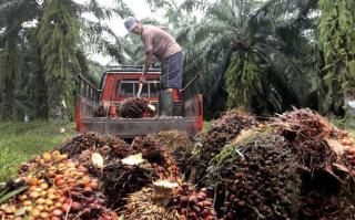 Harga Sawit Riau Pekan Ini Tembus Rp2.552 per Kg, Umur 9 Tahun Tertinggi