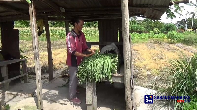 Distribusi Sayur Mayur Tersendat Akibat Jalan Sumbar-Riau Putus, Petani Lokal Untung