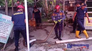 Tim Rescue Evakuasi Ular Sanca yang Bersembunyi di Pipa Saluran Air Rumah Warga Pekanbaru