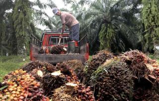 Harga TBS Petani Mitra Swadaya di Riau Periode 13-19 Desember 2023 Turun