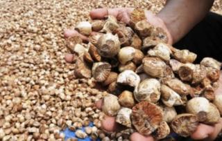 Harga Pinang Kering di Riau Naik Jadi Rp5.780 per Kg, Berlaku di 5 Kabupaten Ini