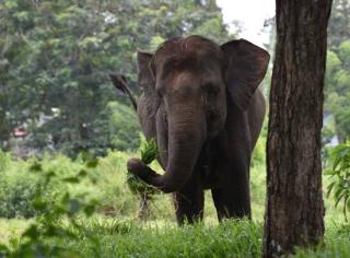 Waduh! 2 Kali Kawanan Gajah Dekati Gudang Kotak Suara di Pelalawan, Polisi Pun Jadi Waspada