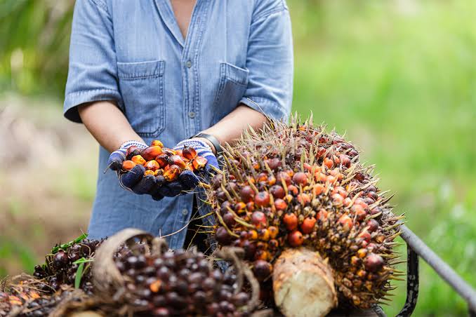 Harga TBS Kelapa Sawit Mitra Plasma Riau Turun Tipis pada Pekan Ini