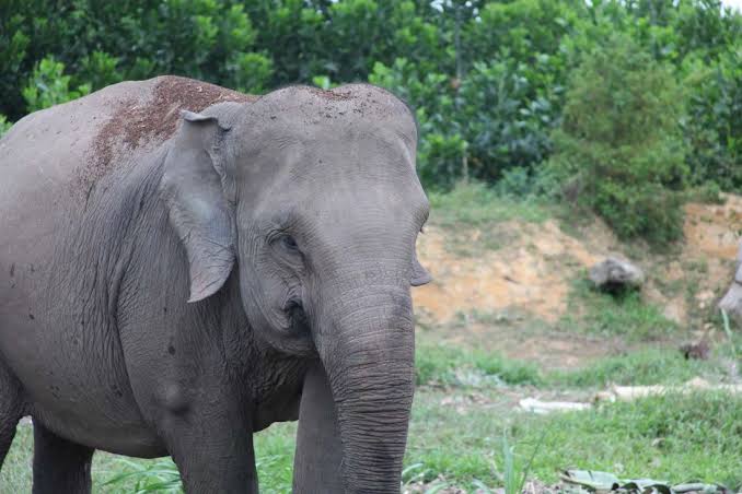 Kejam! Gajah Rahman di TNTN Tewas Diracun