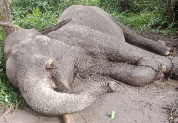 Lagi! Diduga Diracun, Gajah Latih di TNTN Riau Mati Tanpa Gading Sebelah Kiri