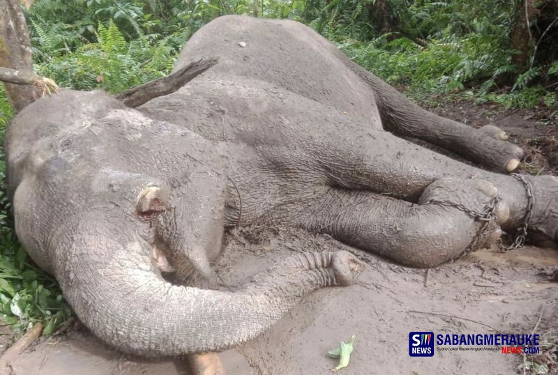 Miris! Gajah Latih di Taman Nasional Tesso Nilo Mati Diracun dari Makanan, Polda Riau Buru Pelaku