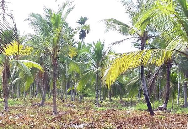 1.400 Hektar Kebun Kelapa Masyarakat di Inhil dan Pelalawan Akan Direplanting Tahun Ini