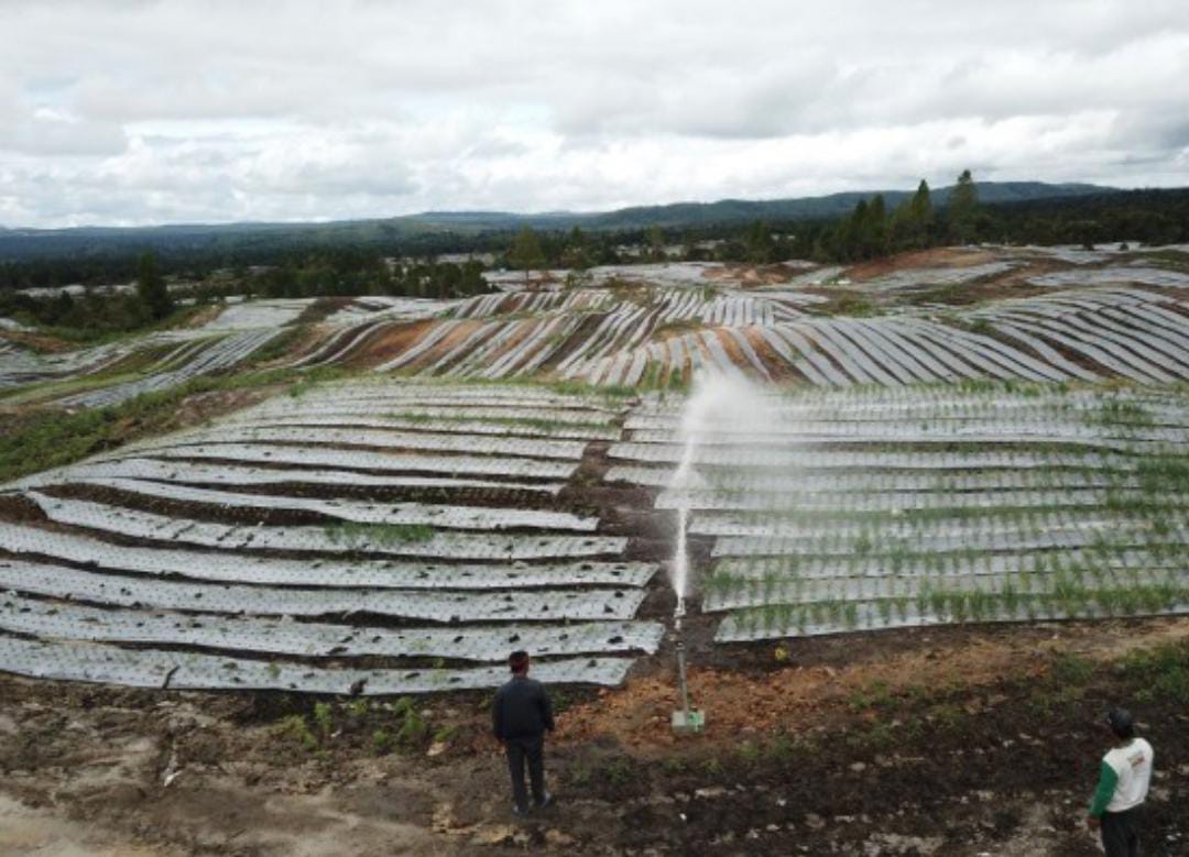 Food Estate di Humbahas Sumut Juga Gagal, Wakil Bupati Mengaku Miris