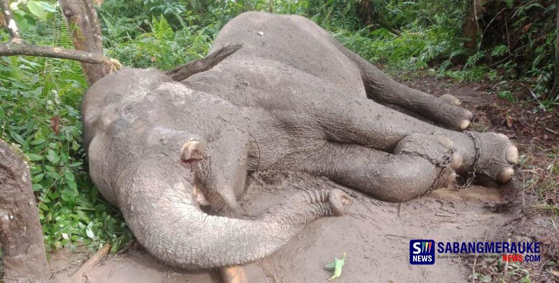 Sudah Lebih 2 Minggu Gajah Sumatera di TNTN Tewas Diracun, Polisi Masih Buru Pelaku