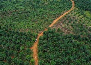 Cerita Usang Penertiban Kebun Kelapa Sawit Ilegal di Riau, Sekadar Membentuk Satgas dan Pansus Tapi Apa Hasilnya?