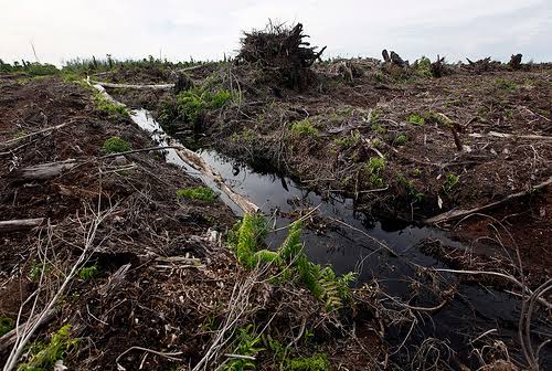 6 Juta Hektare Gambut di Indonesia Mendesak Direstorasi, Riau Paling Luas