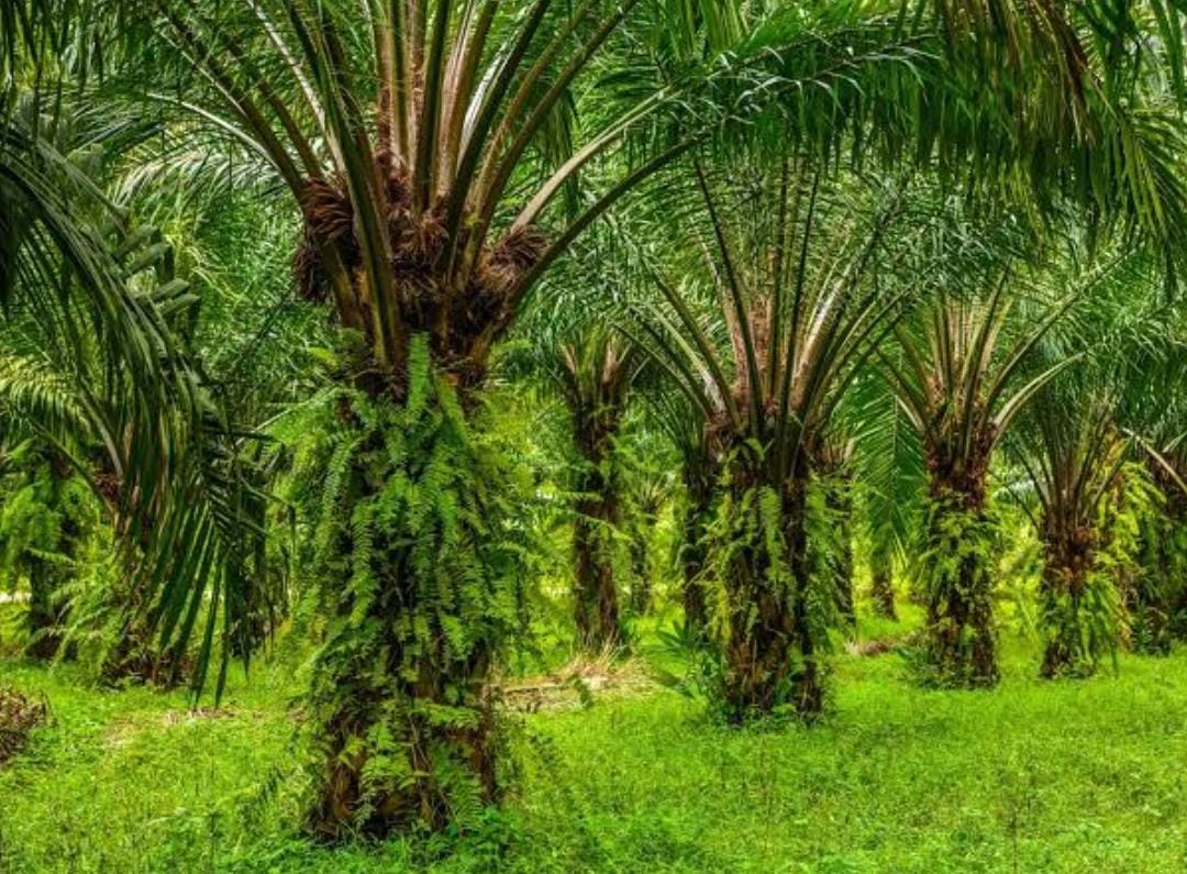 Makin Panas! Usai Menangkan Lelang Kebun Sawit Rp 1,9 Triliun di Kuansing, Anak Perusahaan First Resources Laporkan PT Tri Bakti Sarimas ke Polda Riau