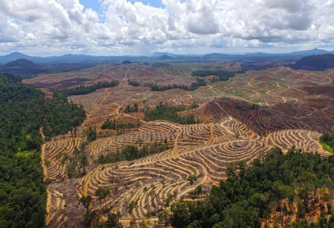 Wow! Hutan Indonesia Habis Deforestasi Capai 4,5 Juta Hektare, Tambang Nikel Pemicu Utama