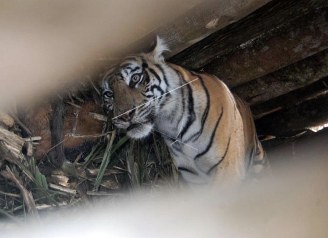 Balita di Siak Terluka Nyaris Dimangsa Harimau, Begini Respon BBKSDA Riau